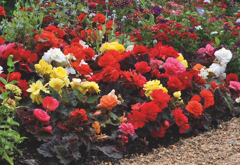 Large red and yellow begonias in borders
