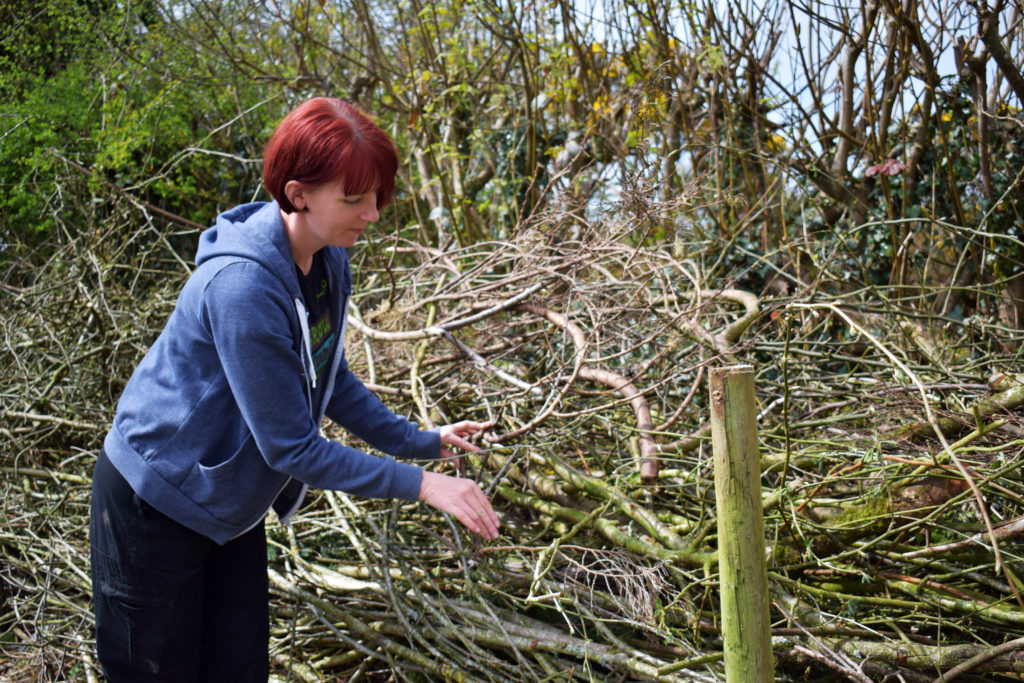 Not Wild About the Wind Wind Protection Tips Suttons Gardening Grow How