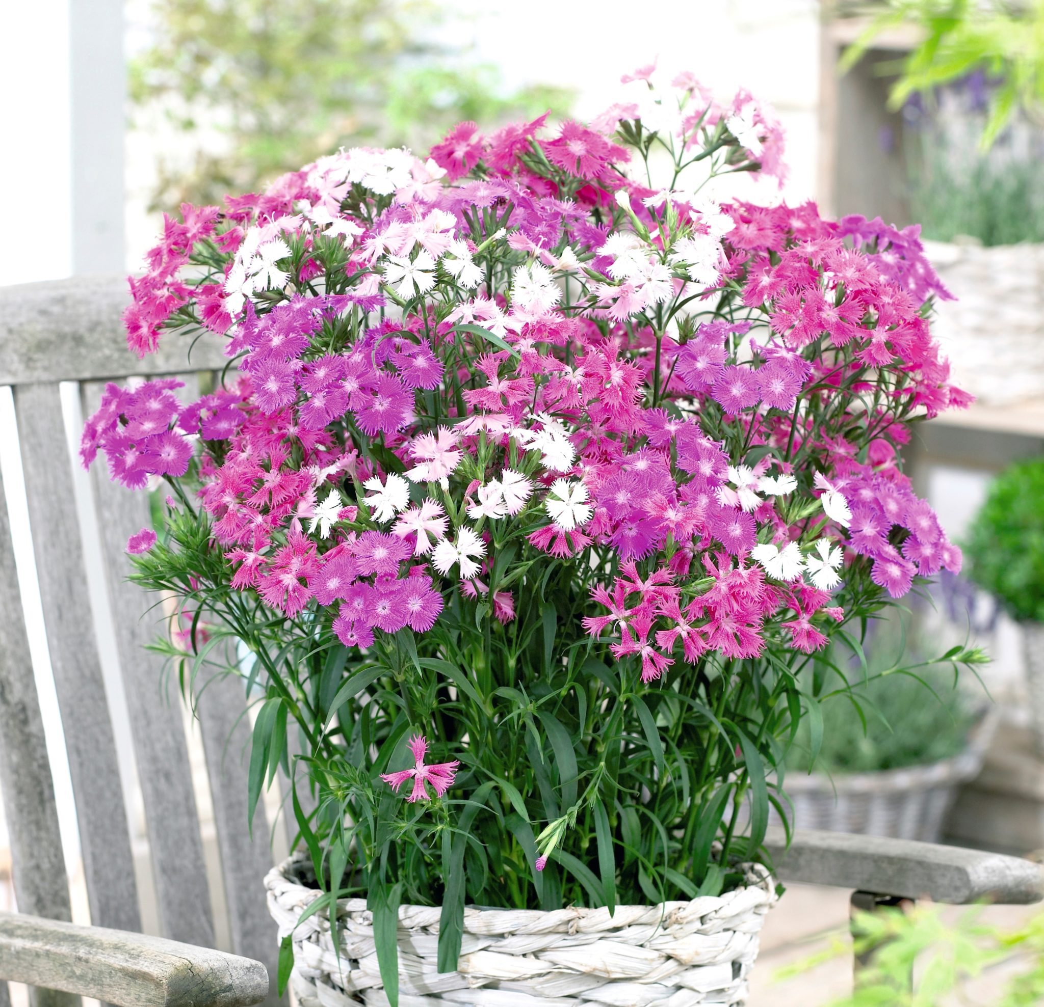 Plants for Exposed Coastal Gardens Suttons Gardening Grow How