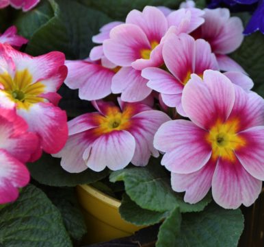 Out with the Old, In with the New - Suttons Gardening Grow How