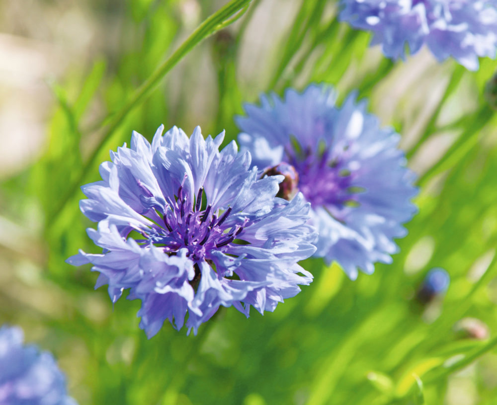 Cornflower Suttons Gardening Grow How