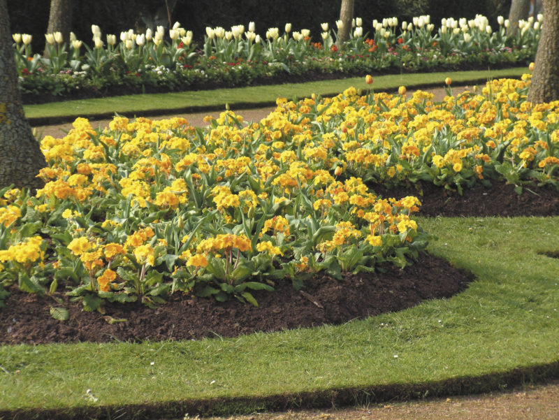 Must Have Bedding Plants Suttons Gardening Grow How