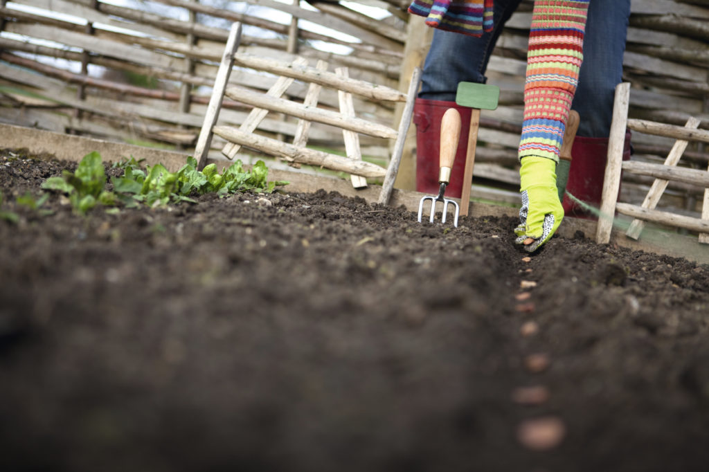 Complete Beginners Guide to Growing your own Vegetables - Suttons