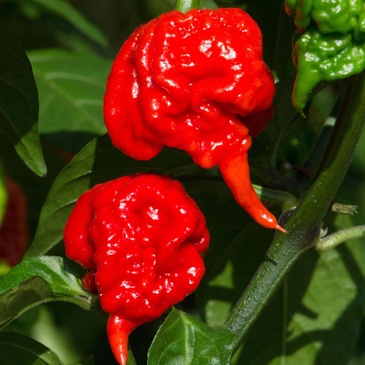 VECHI37288_3CarolinaReaper265524 Suttons Gardening