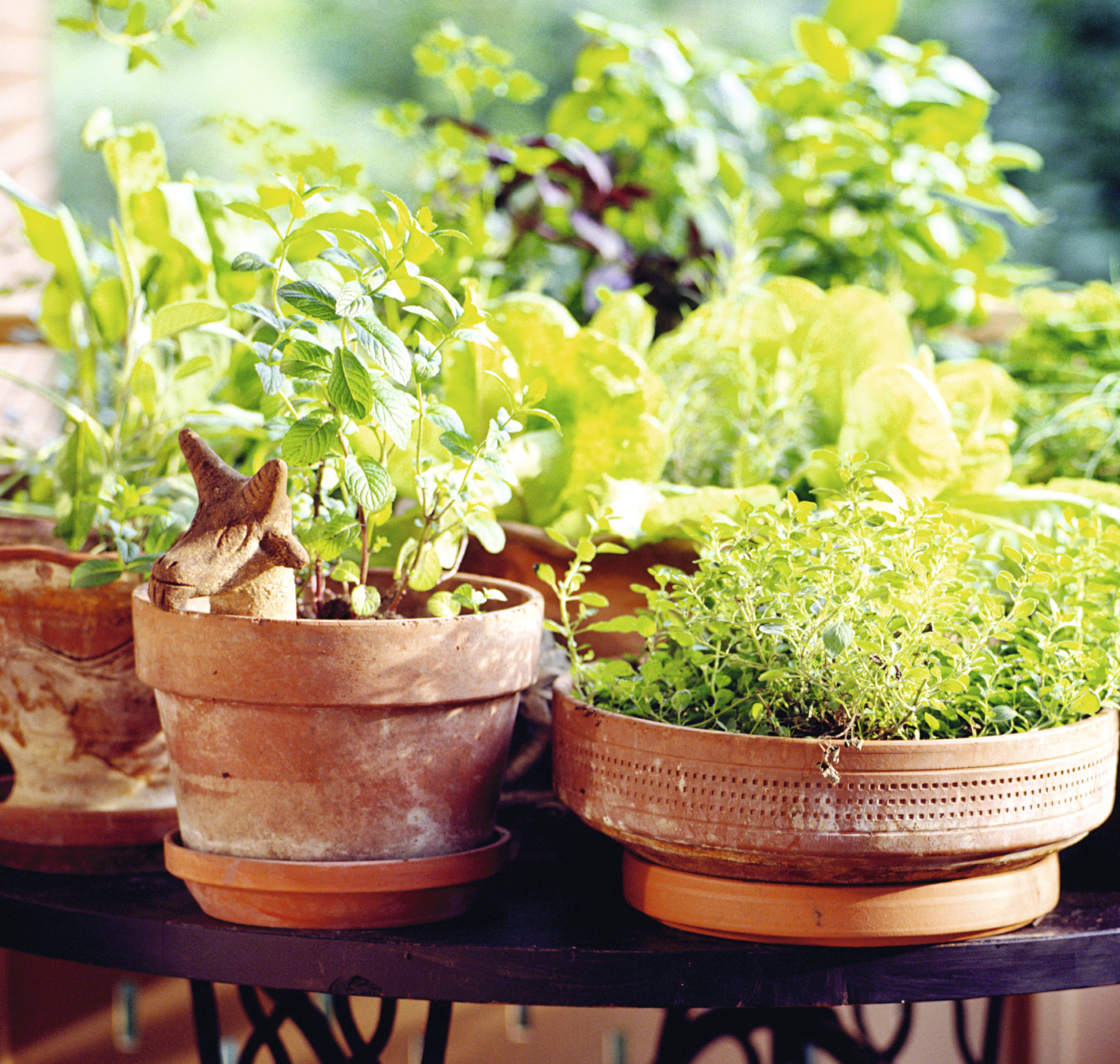 Mixed herbs on balcony Edward O'Neil Photography Suttons Gardening Grow How