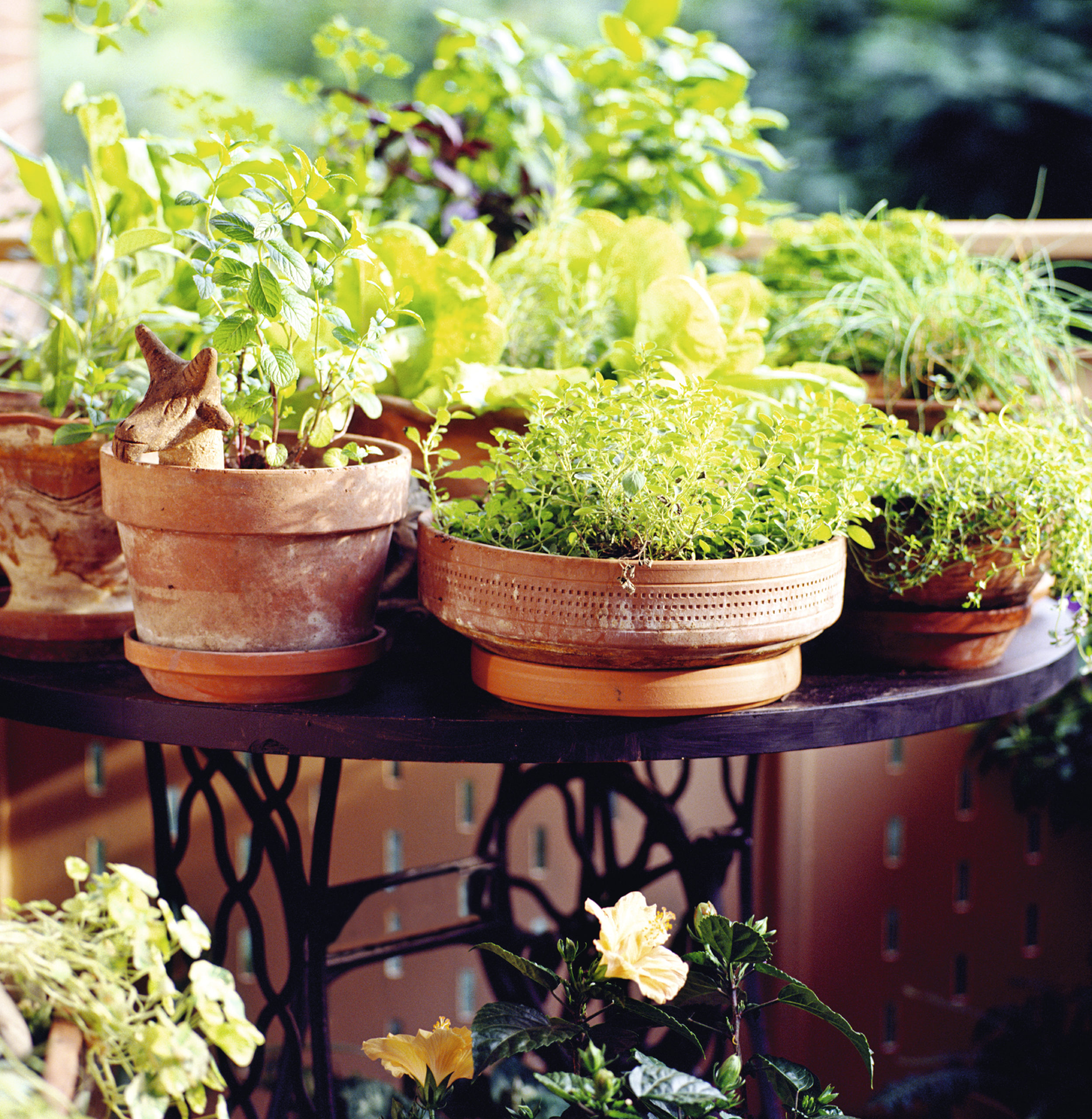 Mixed herbs on balcony Edward O'Neil Photography Suttons Gardening Grow How
