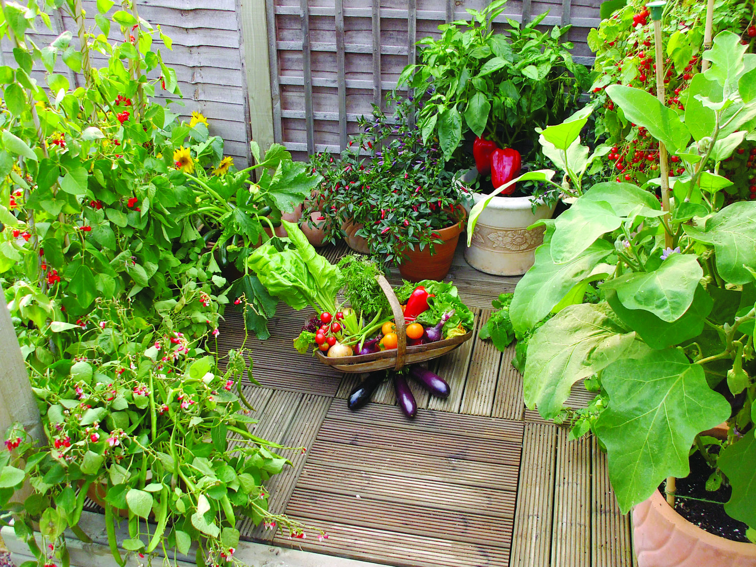 Guide to Growing Patio Fruit and Vegetables - Suttons Gardening Grow How