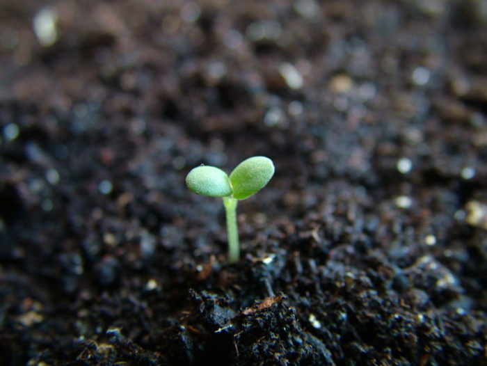 Rosemary-seedling-scaled.jpg