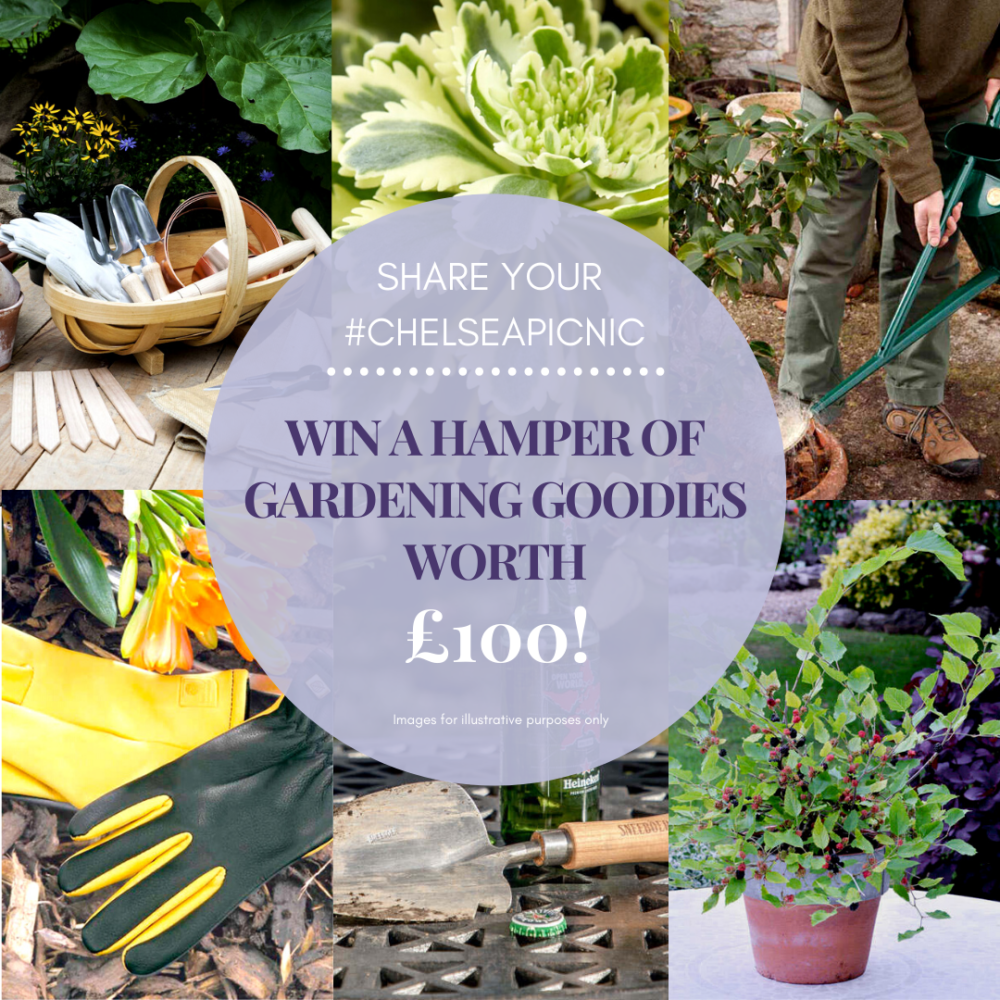 Chelsea Flower Show Guide RHS Chelsea 2020 Suttons Hub