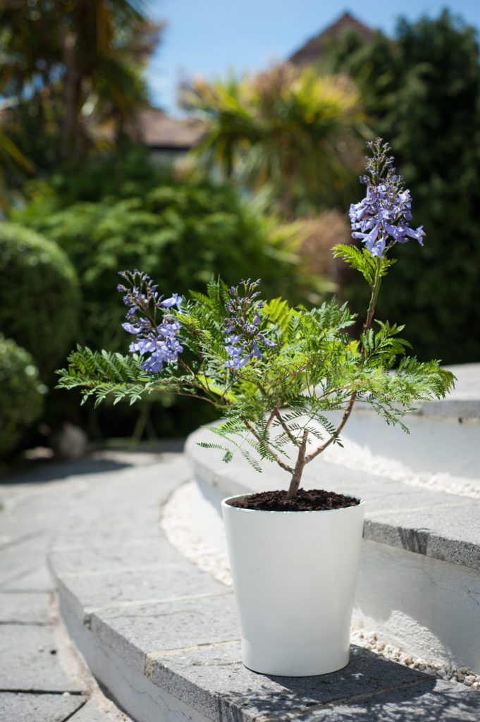 Jacaranda Bonsai Blue Suttons Suttons Gardening Grow How