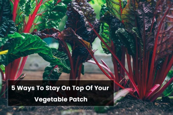 5-ways-to-stay-on-top-of-your-vegetable-patch-1.jpg