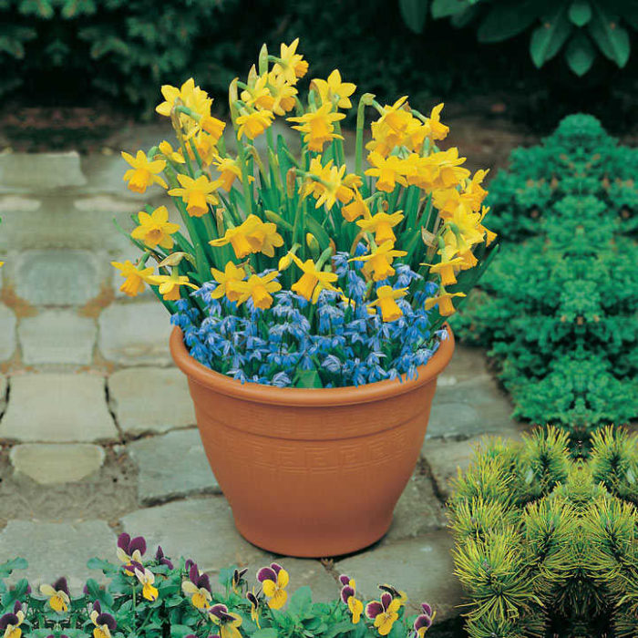 Preplanted Spring Bulb Trays Grow your own Suttons Hub