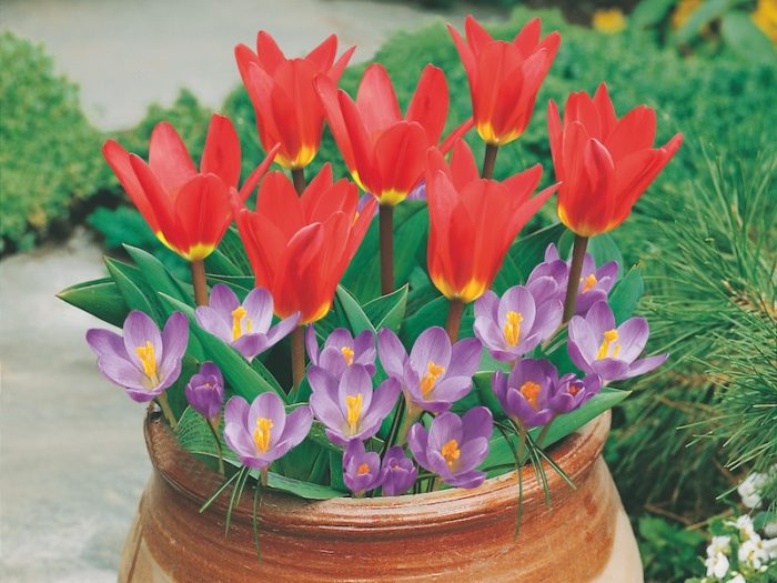 red-tulip-purple-crocus-pot.jpg