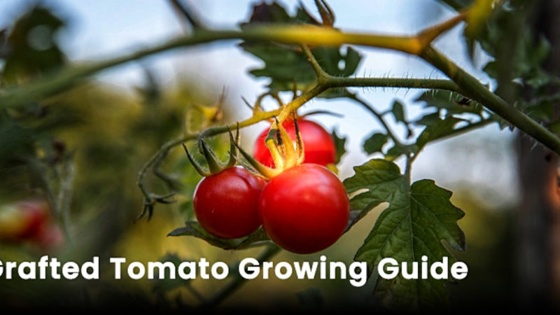 Gardening Growing Guides - Suttons Gardening Grow How
