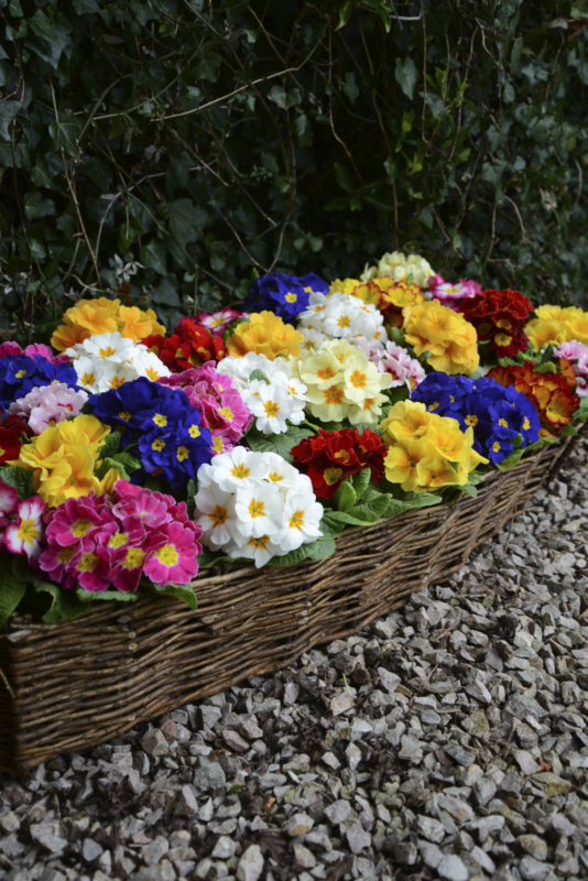 A Guide to Winter Bedding Planting for the winer Suttons Hub
