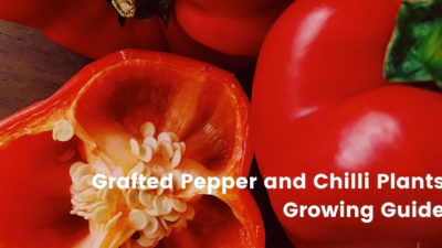 Growing Grafted Pepper and Chilli Plants