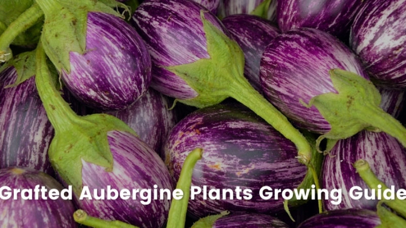 Growing Grafted Aubergine Plants