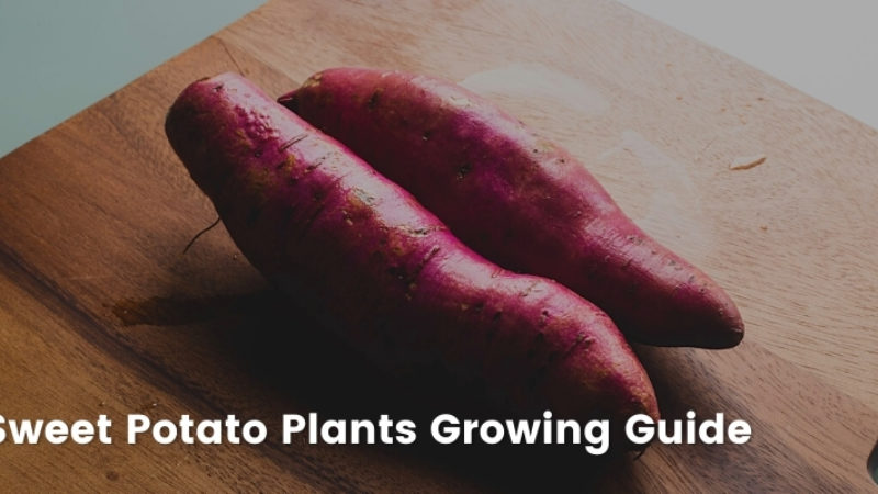 Growing Sweet Potato Plants