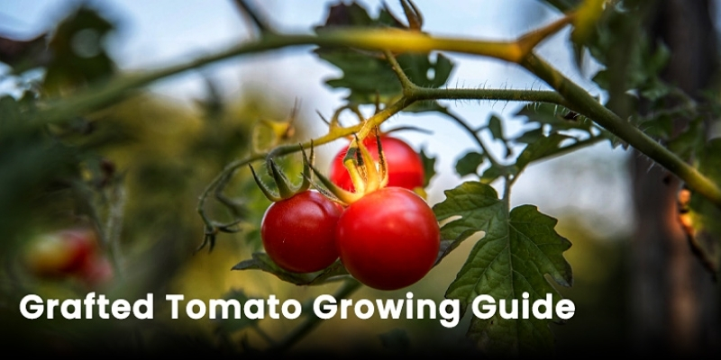 Grafted Plants Growing Guides - Suttons Gardening Grow How