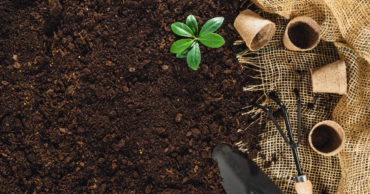 The Process of Suttons Grafted Vegetable Plants