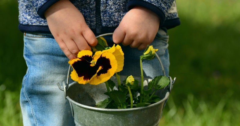 Hand holding pansies in bucket