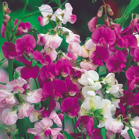Pink and white Everlasting Sweet Peas.