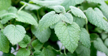 Lemon Balm – But Not As You Know It!