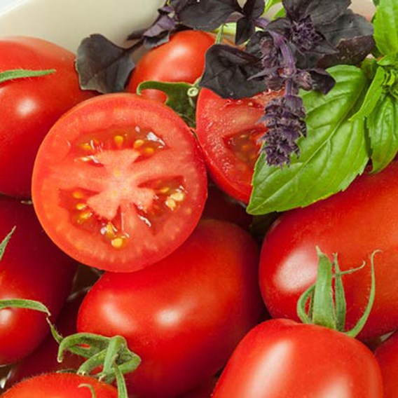Tomato 'Crimson Plum' closeup surrounded by lettuce