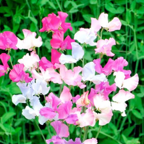 sweet-pea-ground-cover - Suttons Gardening Grow How