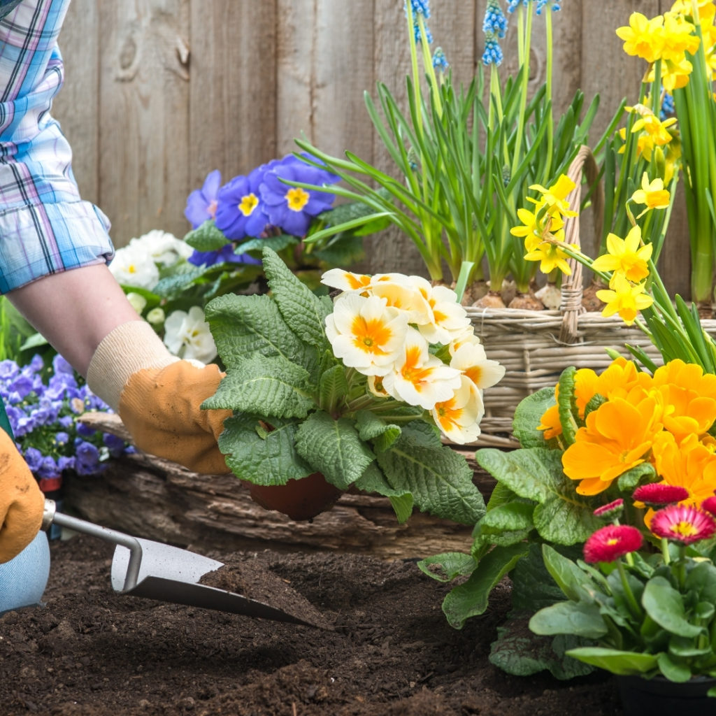 Top Five Perennial Plants Suttons Gardening Grow How