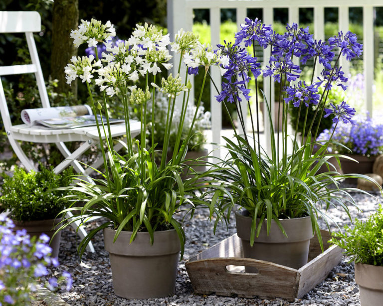 Agapanthus Ever Sapphire, Ever White - Suttons Gardening Grow How