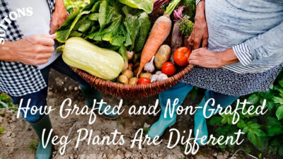 How Grafted and Non-Grafted Veg Plants Are Different