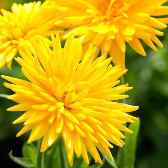Calendula 'Porcupine Yellow' from Suttons