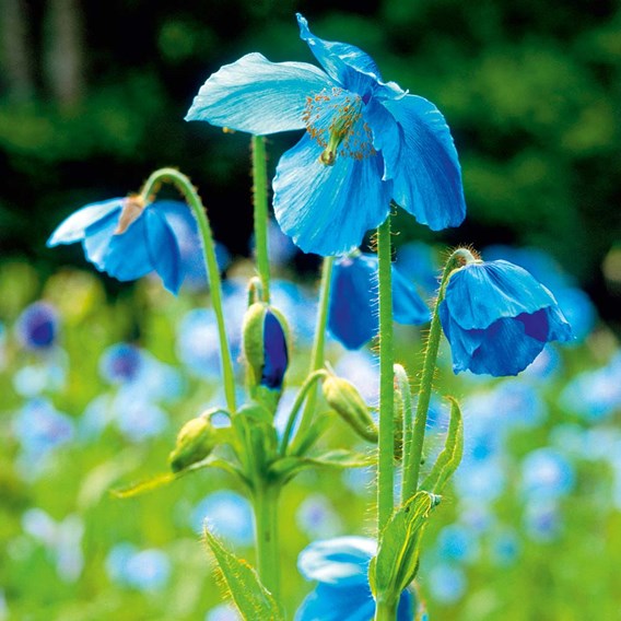 February newsletter Himalayan poppy seeds lingholm 