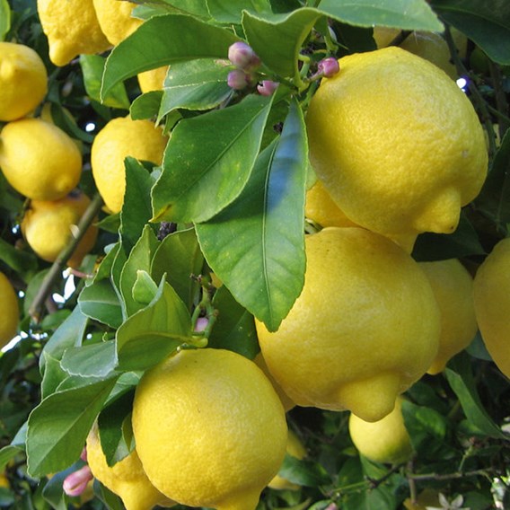 February newsletter lemon tree