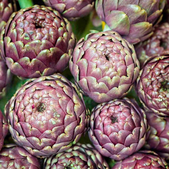 February newsletter artichoke seeds purple de provence 