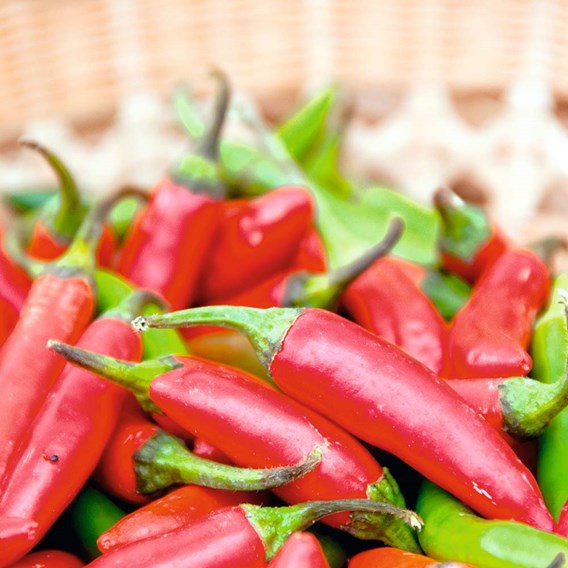 February newsletter pepper chilli seeds jalepeno
