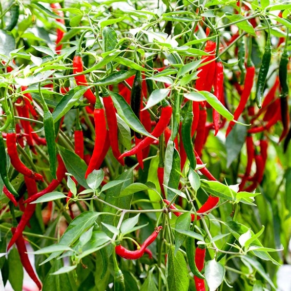 February newsletter pepper chilli seeds longhorn f1