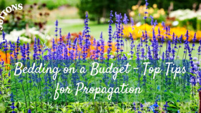 Budget Bedding – Top Tips for Propagation