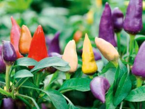 Multi-coloured Pepper Chilli Seeds - Prairie Fire from Suttons