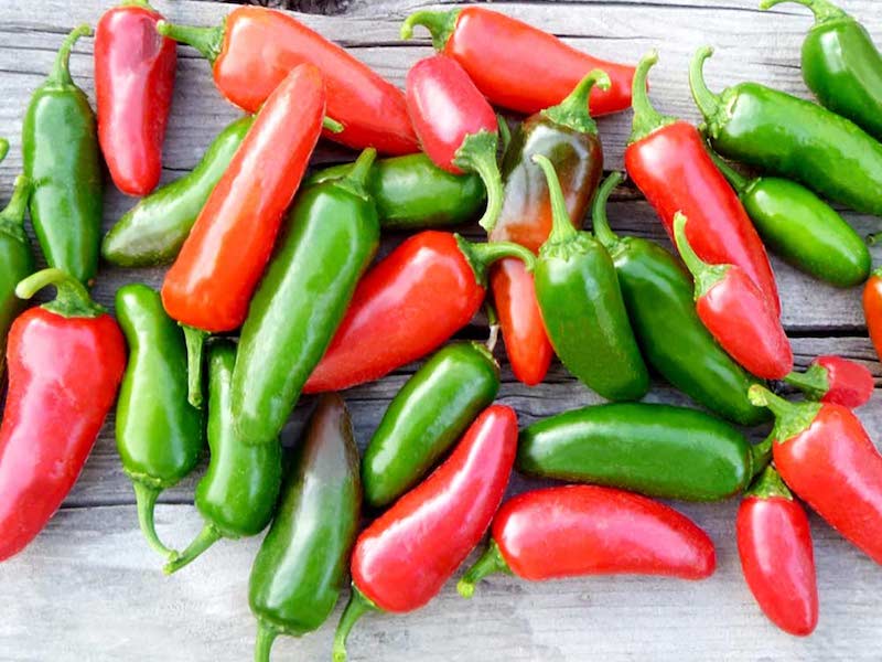 Red and green Jalapeno chilli pepper seeds from Suttons