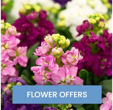 February newsletter flower offers