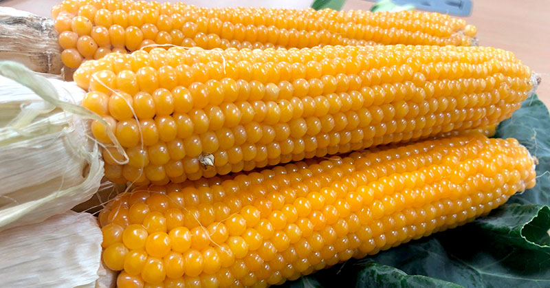 snobaby sweet corn