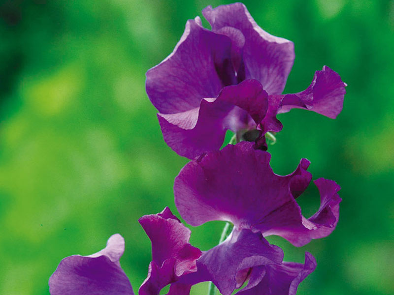 Purple Sweet Pea mIx - Fragrant Skies from Suttons