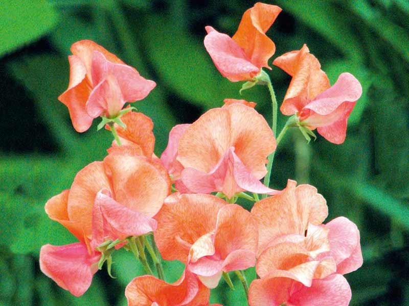 Sweet Pea Seeds - Prince of Orange from Suttons