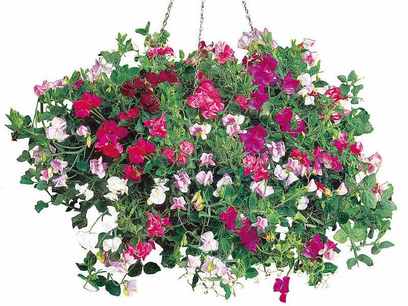Hanging basket full of Sweet Pea Seeds - Sweetie Mix from Suttons