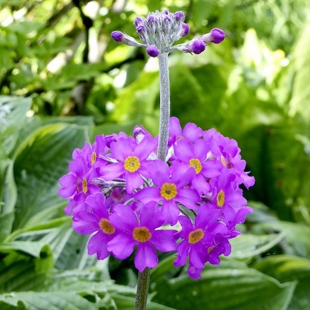Pink/purple flowers of Primula beesiana from Suttons