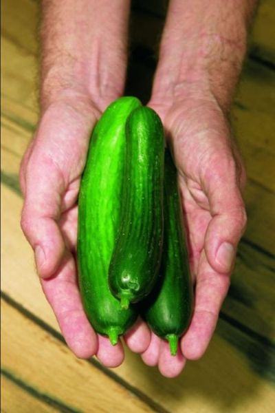 magic vegetable cucumbers