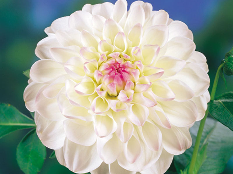 Dahlia ‘Eveline’ from Suttons