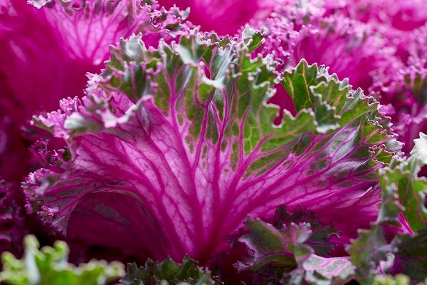 close up of pink kale